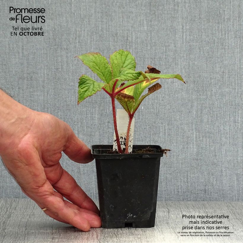 Exemplaar van Rodgersia pinnata Bronze Peacock - Schout-bij-nacht Kweekpotje van 8/9 cm zoals geleverd in de herfst
