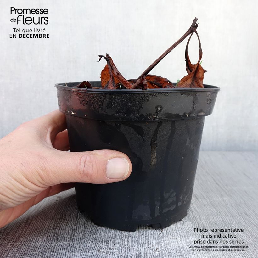 Exemplaar van Rodgersia pinnata Bronze Peacock - Schout-bij-nacht Pot van 2 l/3 l zoals geleverd in de herfst