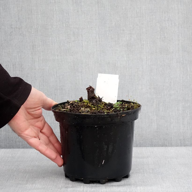 Exemplaar van Rodgersia pinnata Chocolate Wings Pot de 2L/3L zoals geleverd in de winter