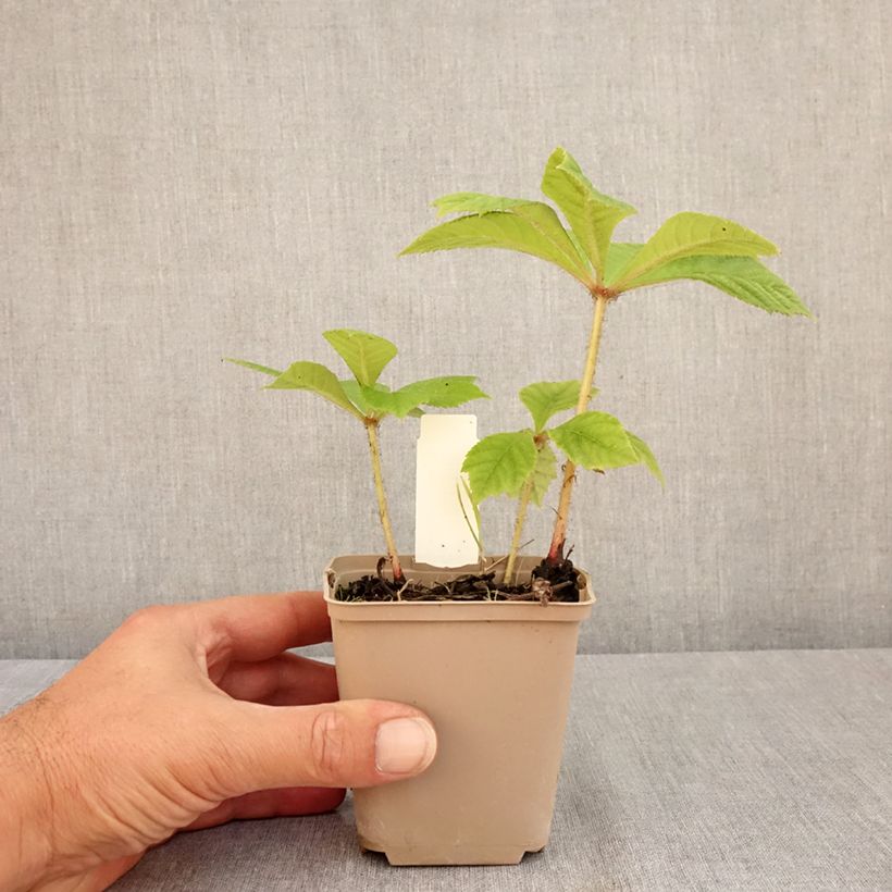Exemplaar van Rodgersia pinnata Elegans - Schout-bij-nacht Kweekpotje van 8/9 cm zoals geleverd in de zomer