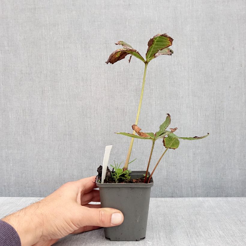 Exemplaar van Rodgersia pinnata Hercules - Schout-bij-nacht Kweekpotje van 8/9 cm zoals geleverd in de herfst