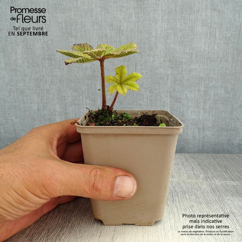 Exemplaar van Rodgersia pinnata Hercules - Schout-bij-nacht Kweekpotje van 8/9 cm zoals geleverd in de zomer