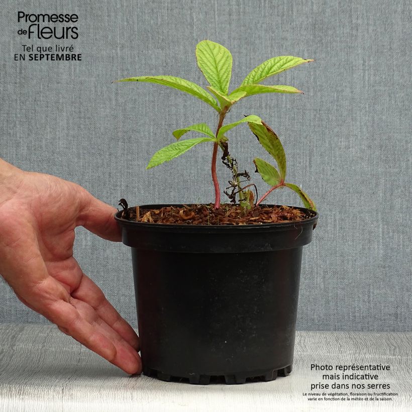Exemplaar van Rodgersia pinnata - Schout-bij-nacht Pot van 1,5 l/2 l zoals geleverd in de herfst