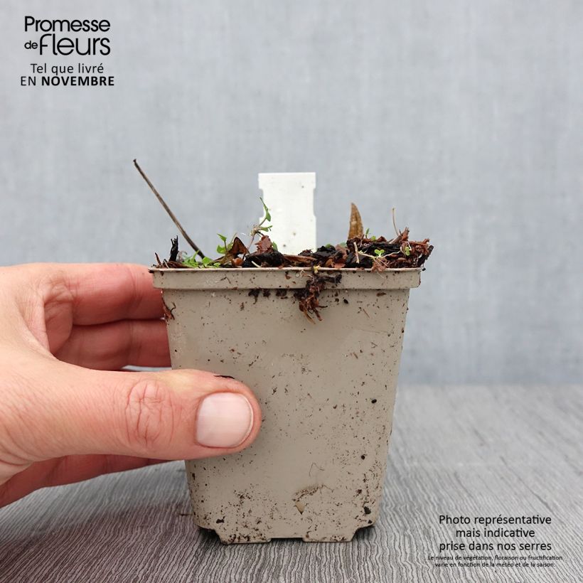 Exemplaar van Rodgersia podophylla - Schout-bij-nacht Kweekpotje van 8/9 cm zoals geleverd in de herfst
