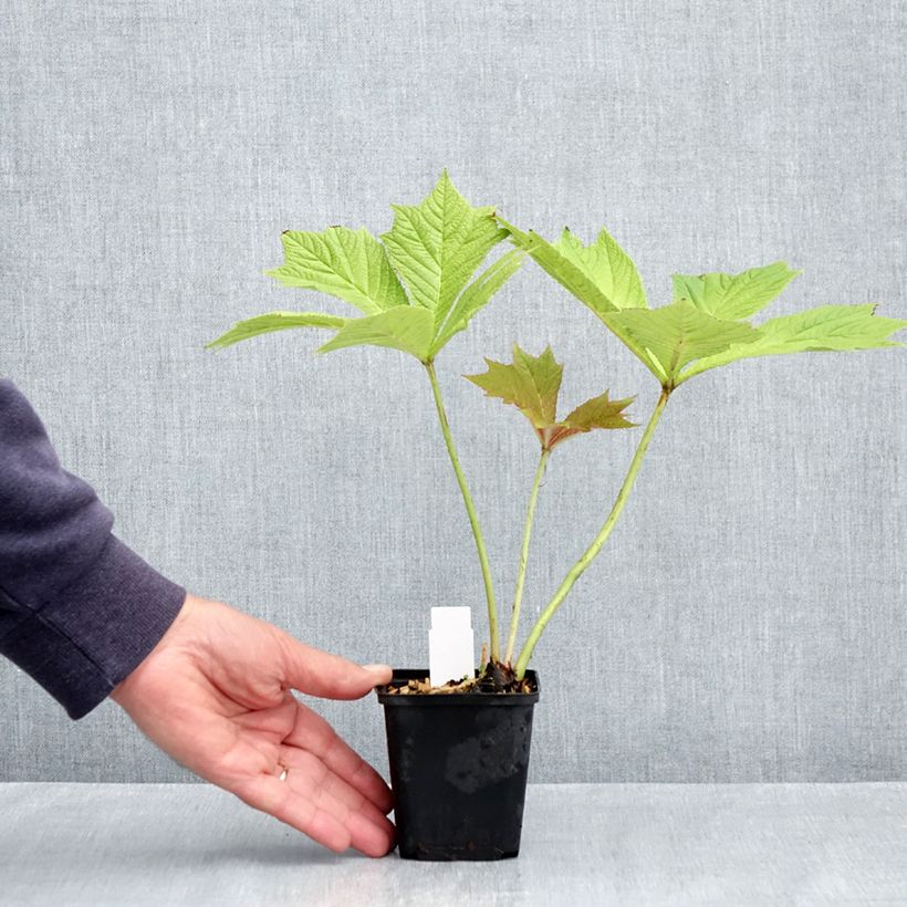 Exemplaar van Rodgersia podophylla - Schout-bij-nacht Kweekpotje van 8/9 cm zoals geleverd in de lente
