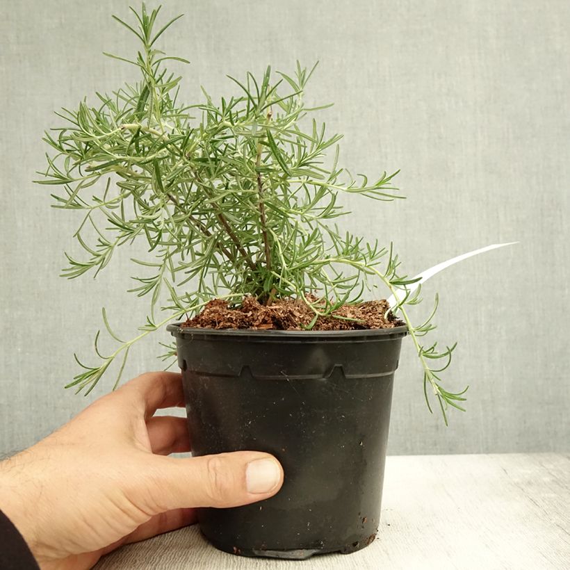 Exemplaar van Romarin couvre-sol -  Rosmarinus officinalis Pointe du Raz Pot de 1,5L/2L zoals geleverd in de herfst