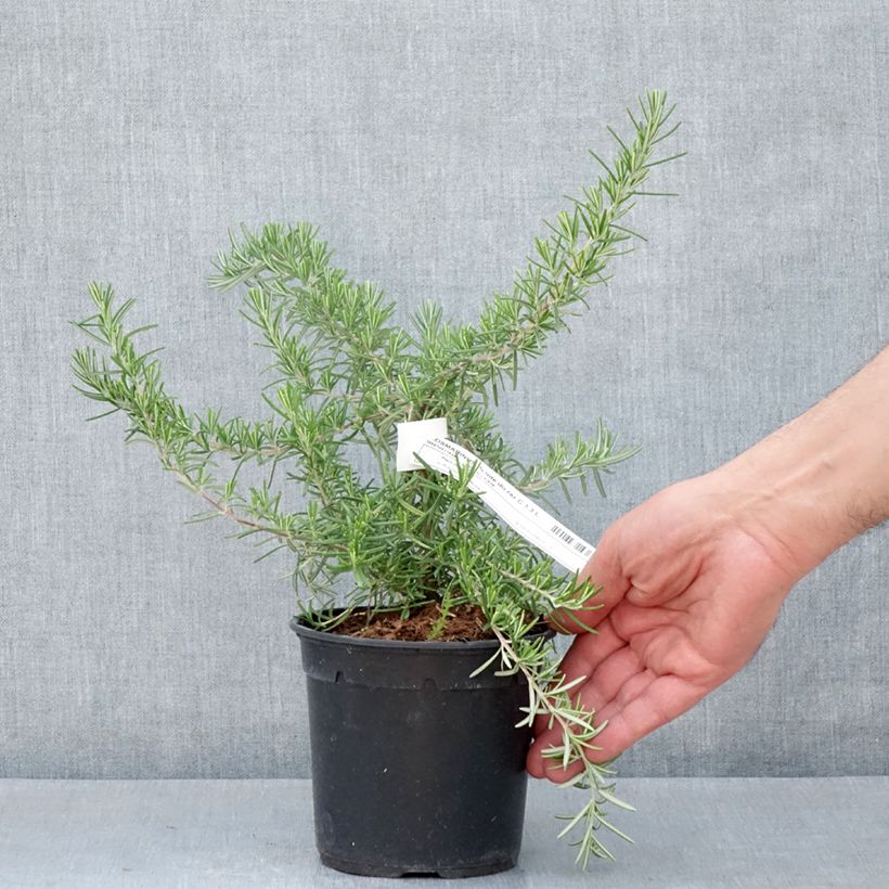 Example of Rosmarinus officinalis Pointe du Raz - Rozemarijn Pot van 1,5 l/2 l as you get in printemps