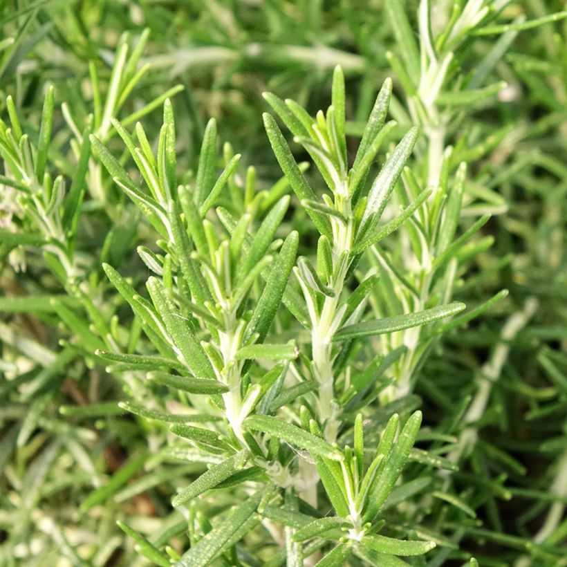 Rozemarijn BIO (jonge planten) (Blad)
