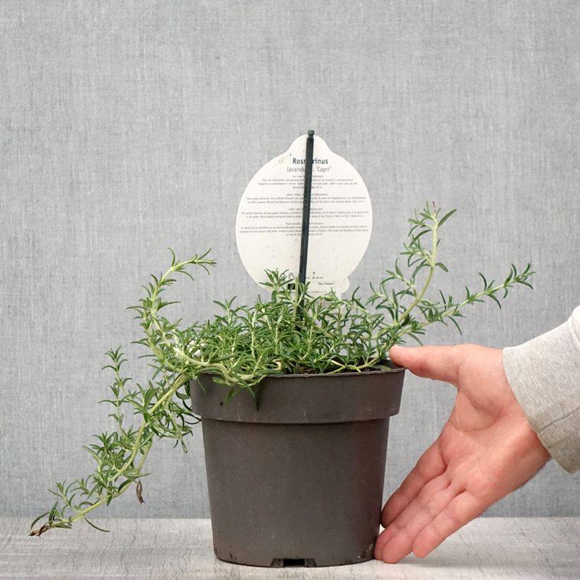 Exemplaar van Salvia rosmarinus Capri - Rozemarijn Pot van 2 l/3 l zoals geleverd in de zomer