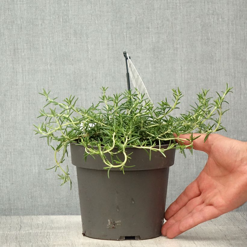 Exemplaar van Salvia rosmarinus Capri - Rozemarijn Pot van 2 l/3 l zoals geleverd in de lente