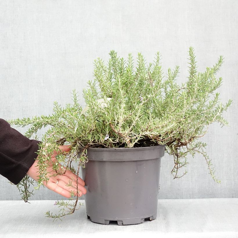 Exemplaar van Rosmarinus officinalis Prostratus - Rozemarijn Pot van 3 l/4 l zoals geleverd in de herfst