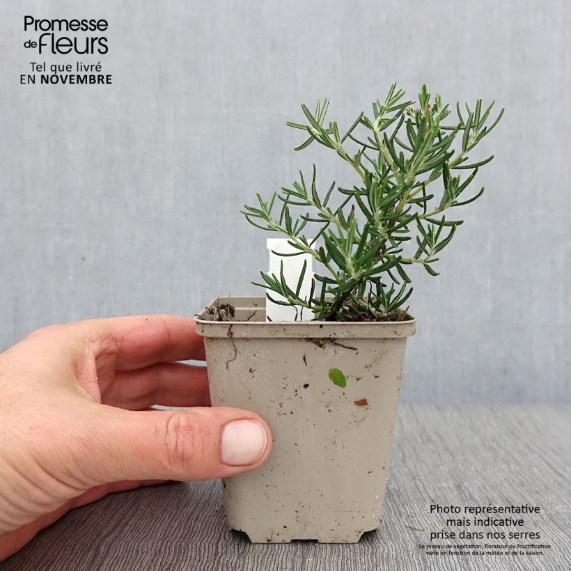 Exemplaar van Rosmarinus officinalis Majorca Pink - Rozemarijn Kweekpotje van 8/9 cm zoals geleverd in de herfst