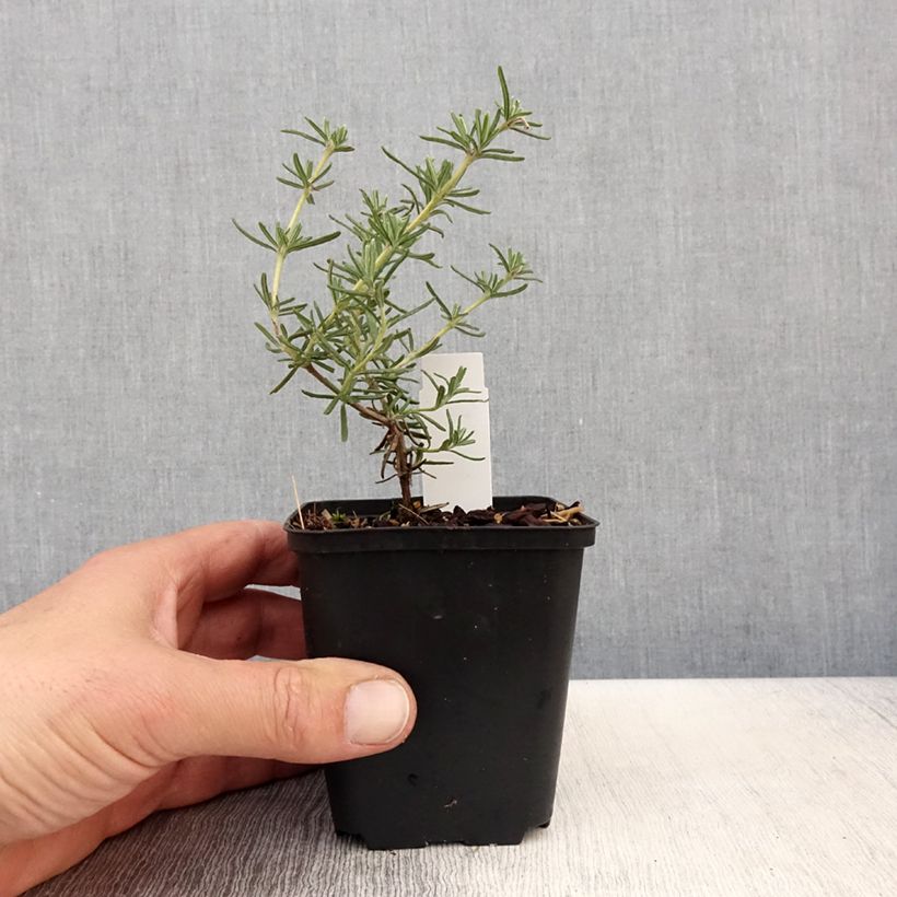 Example of Rosmarinus officinalis Majorca Pink - Rozemarijn Kweekpotje van 8/9 cm as you get in printemps