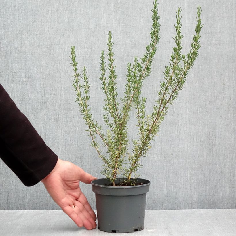 Exemplaar van Rosmarinus officinalis Majorca Pink - Rozemarijn Pot van 1,5 l/2 l zoals geleverd in de herfst