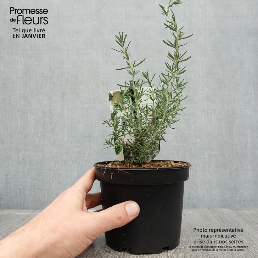 Exemplaar van Romarin - Rosmarinus officinalis Majorca Pink  Pot de 1,5L/2L zoals geleverd in de winter