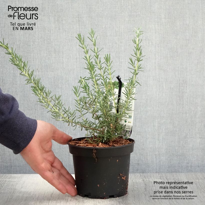 Example of Rosmarinus officinalis Majorca Pink - Rozemarijn Pot van 1,5 l/2 l as you get in printemps