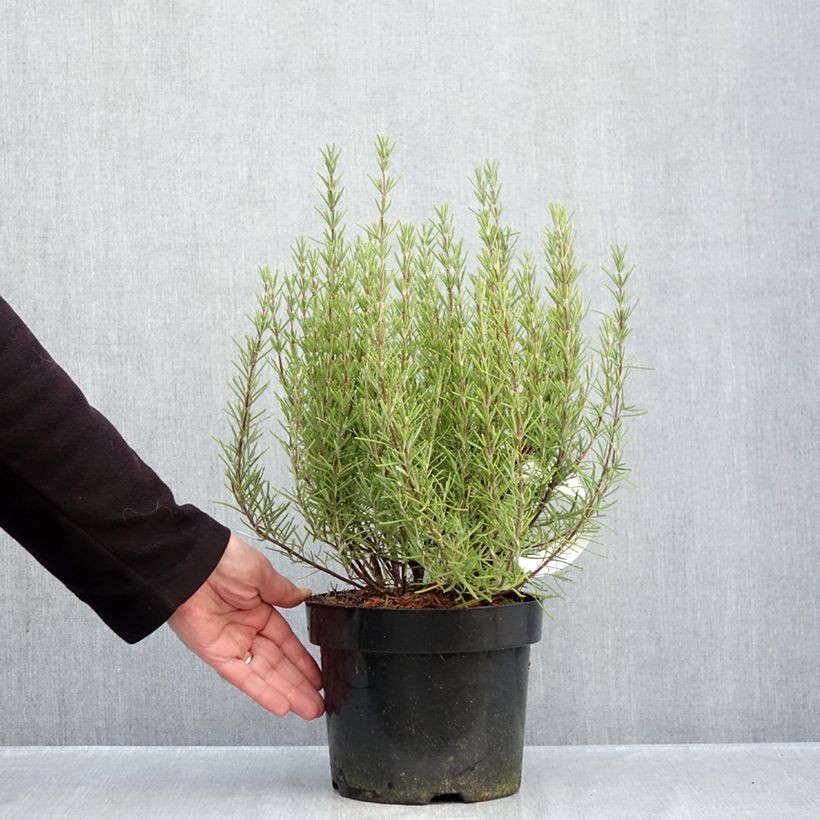 Exemplaar van Rosmarinus officinalis Miss Jessopps Upright - Rozemarijn Pot van 3 l/4 l zoals geleverd in de herfst