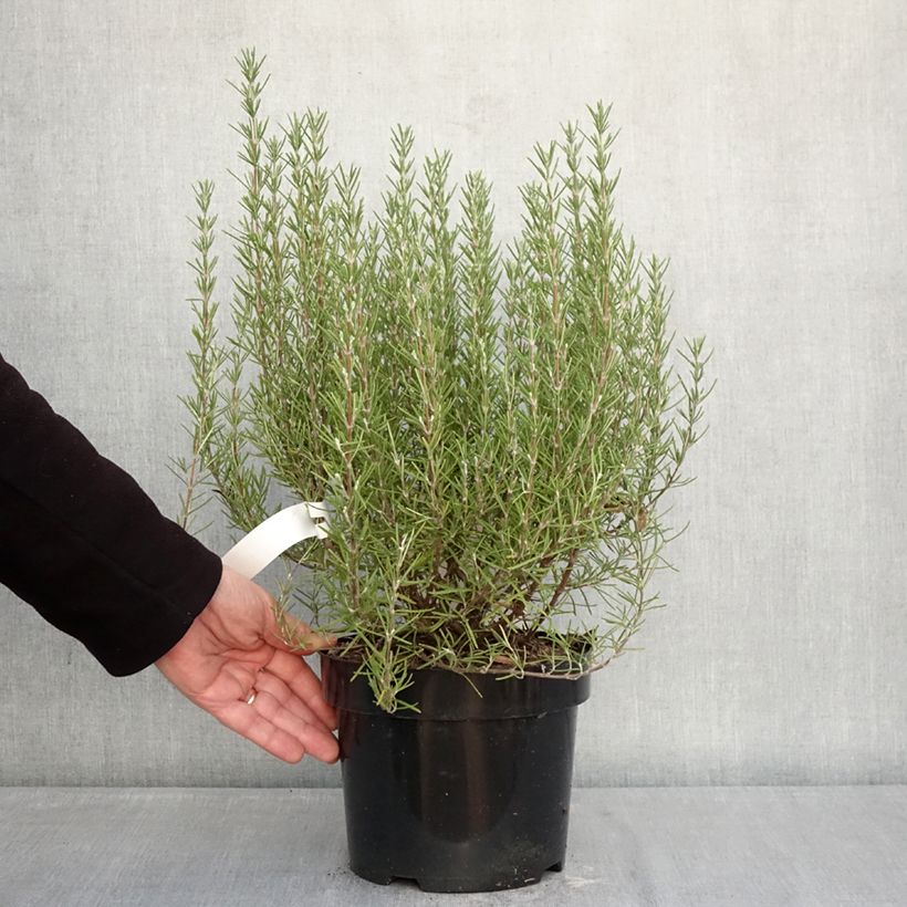 Exemplaar van Rosmarinus officinalis Miss Jessopps Upright - Rozemarijn Pot van 3 l/4 l zoals geleverd in de winter