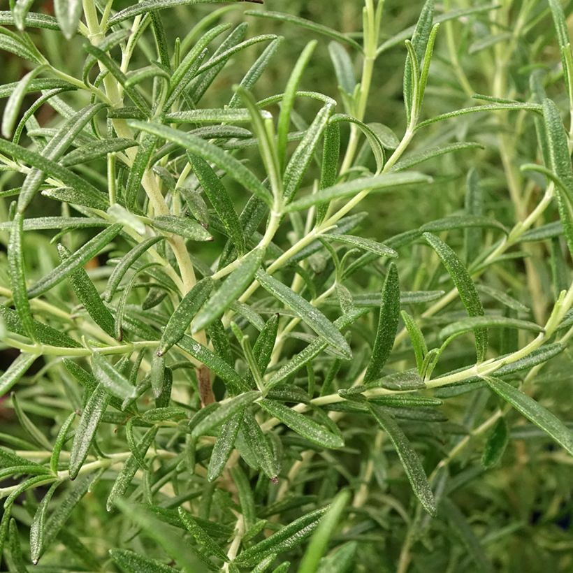 Rosmarinus officinalis Tuscan Blue - Rozemarijn (Blad)