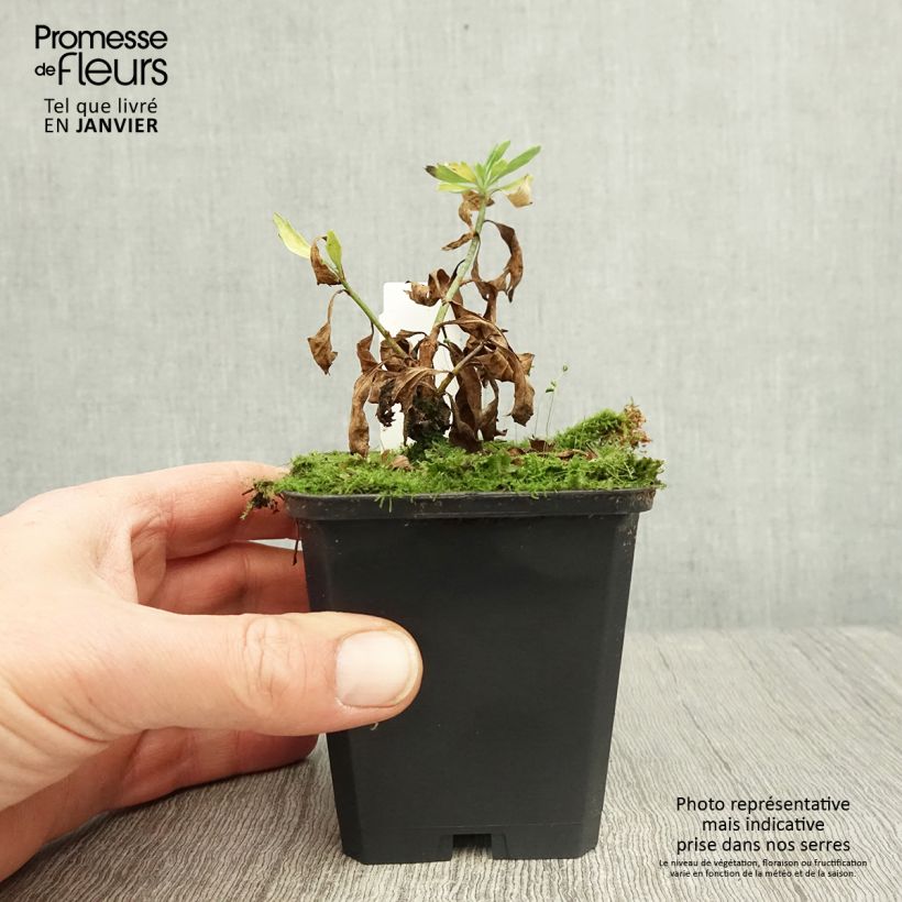 Exemplaar van Romneya coulteri - Californische boompapaver Kweekpotje van 8/9 cm zoals geleverd in de winter