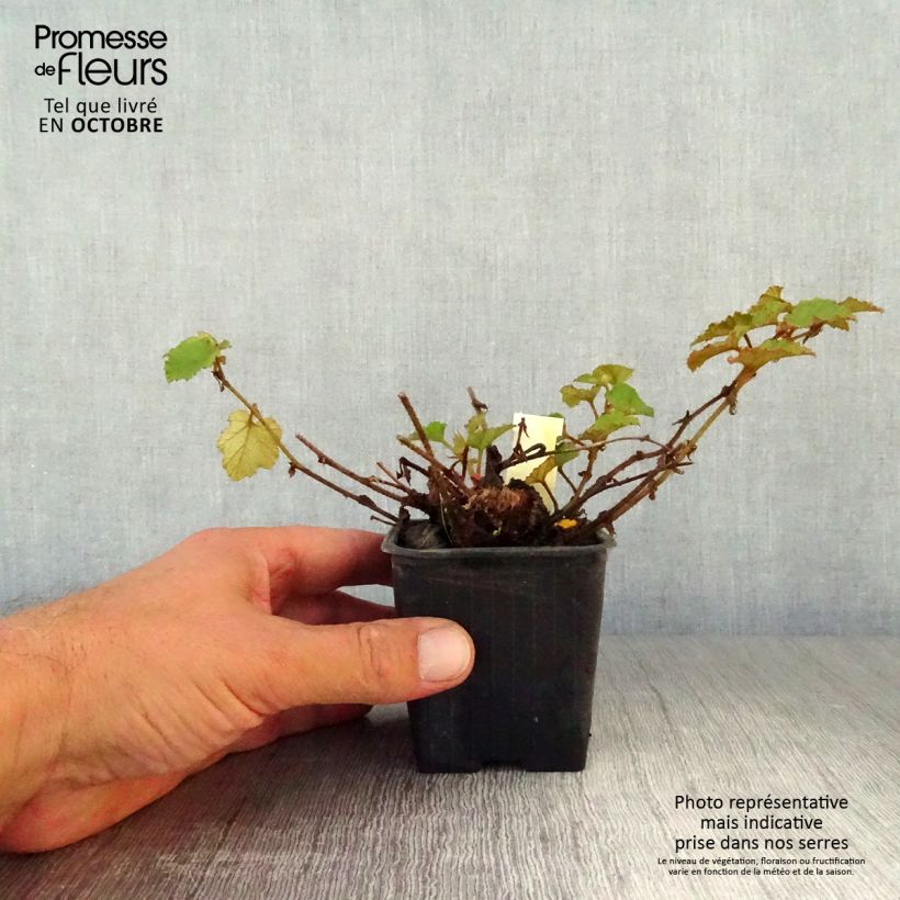Exemplaar van Rubus Betty Ashburner - Chinese braambes Kweekpotje van 8/9 cm zoals geleverd in de herfst
