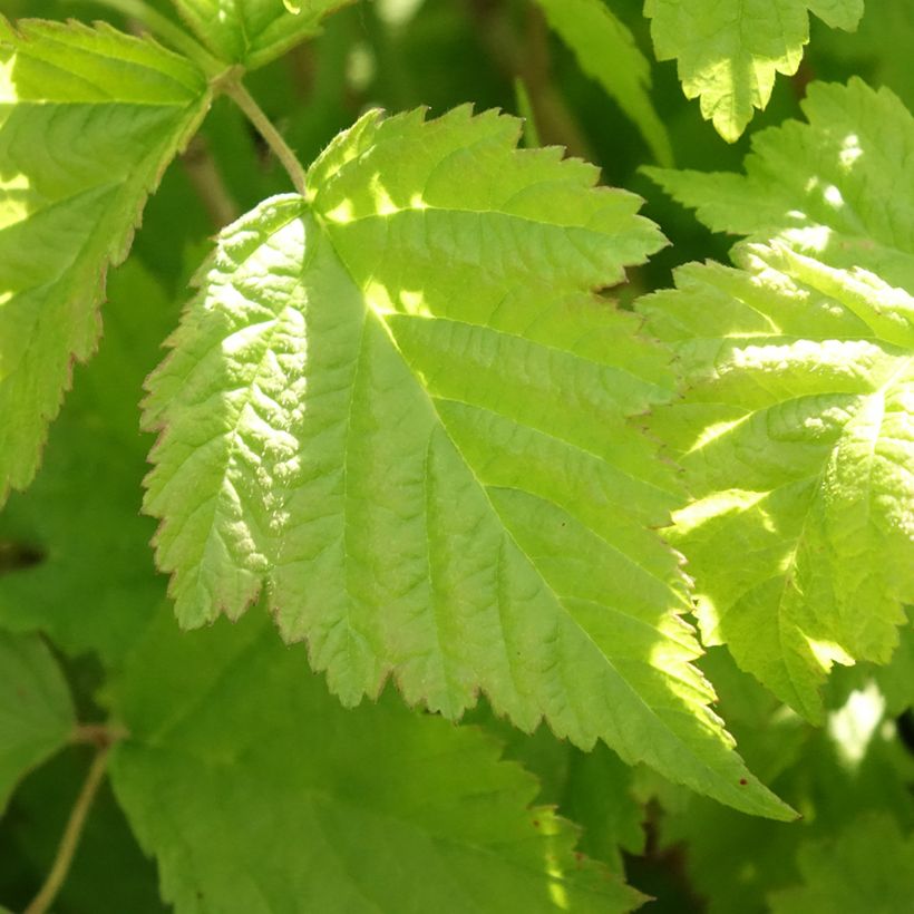 Dauwbraam - Rubus caesius (Blad)