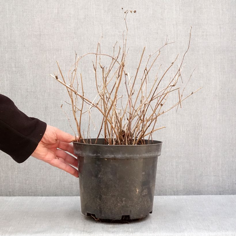 Exemplaar van Dauwbraam - Rubus caesius Pot van 4 l/5 l, Pol zoals geleverd in de winter