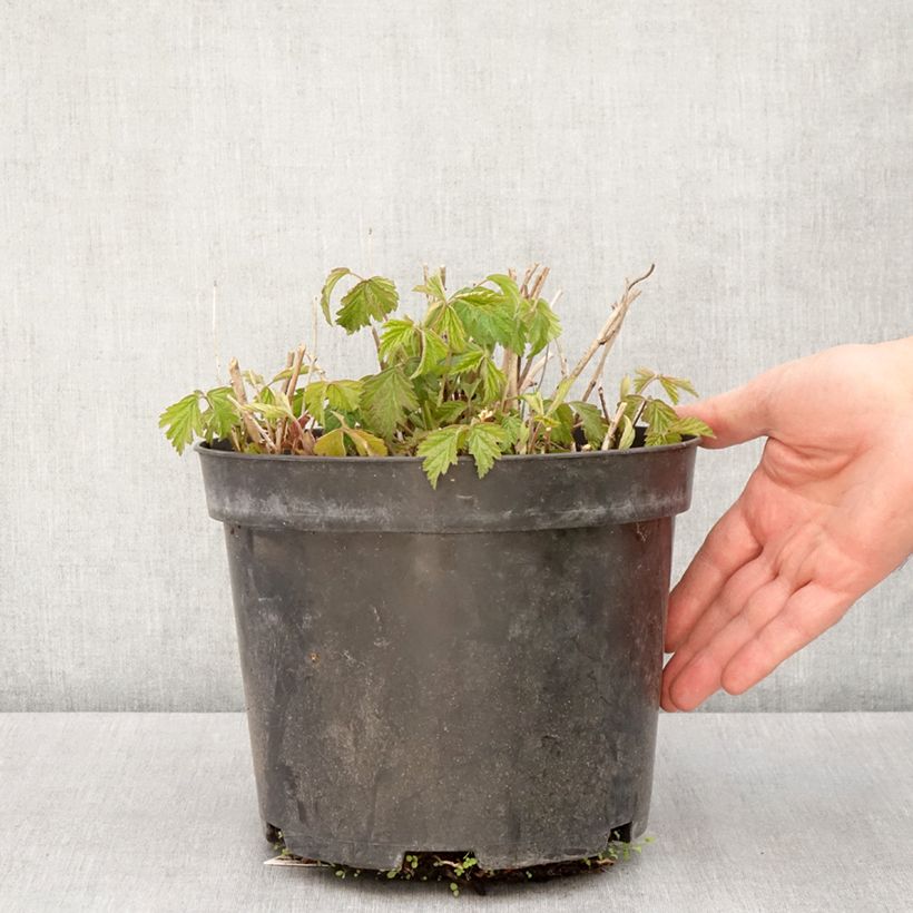 Exemplaar van Dauwbraam - Rubus caesius Pot van 4 l/5 l, Pol zoals geleverd in de lente