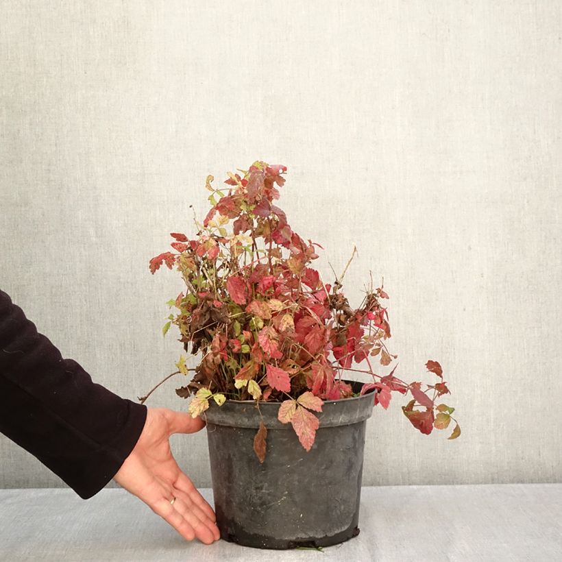 Exemplaar van Dauwbraam - Rubus caesius Pot van 4 l/5 l, Pol zoals geleverd in de herfst
