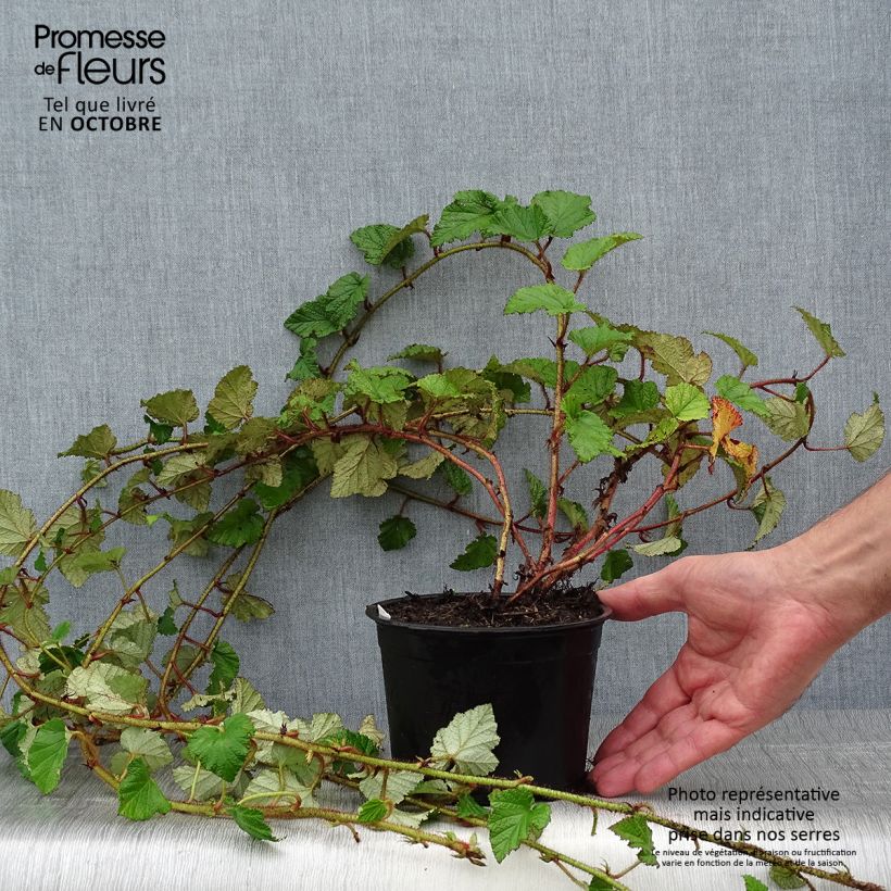 Exemplaar van Rubus tricolor - Chinese braambes Pot van 1 l/1,5 l zoals geleverd in de herfst