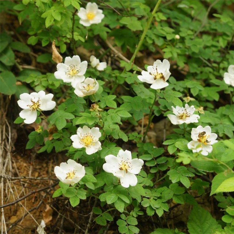 Rosa arvensis - Bosroos (Bloei)