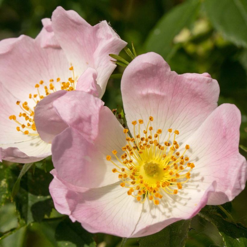 Rosa canina - hondsroos (Flowering)