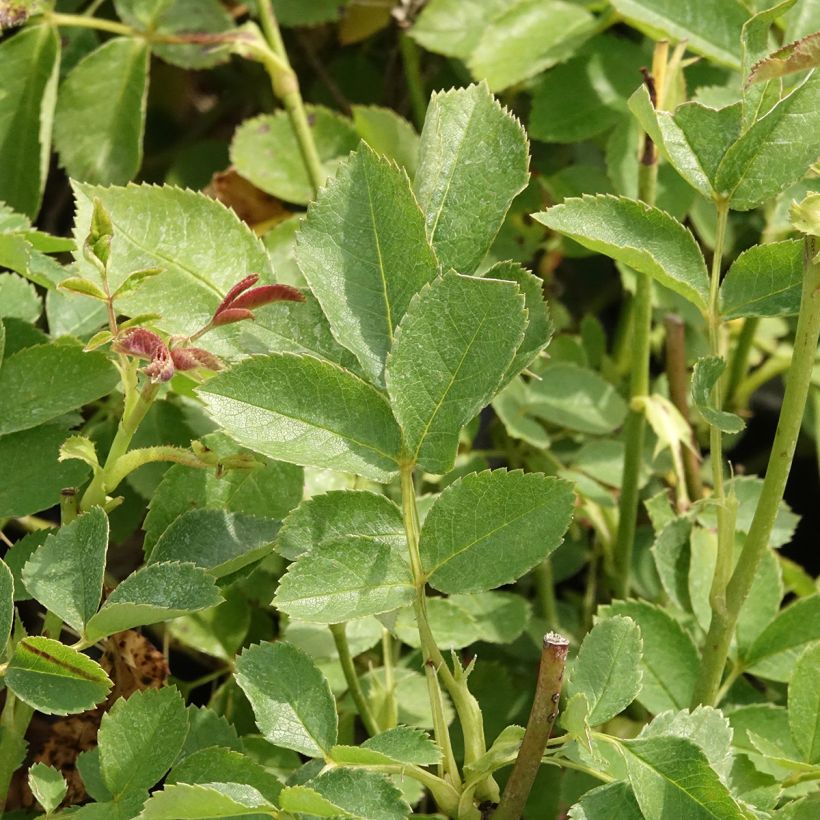 Rosa Golden Border - Trosroos (Blad)