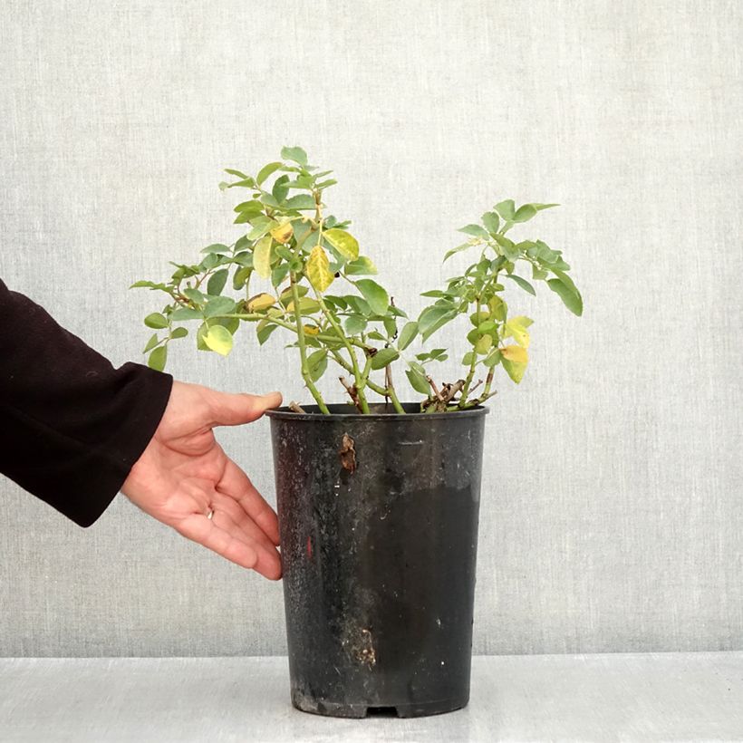 Exemplaar van Rosa Kosmos - Trosroos Pot van 4 l/5 l zoals geleverd in de herfst