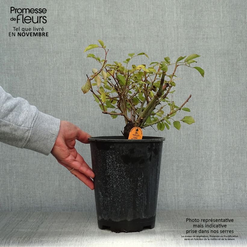 Exemplaar van Rosa Lavender Meidiland - Polyantharoos Pot van 4 l/5 l zoals geleverd in de herfst