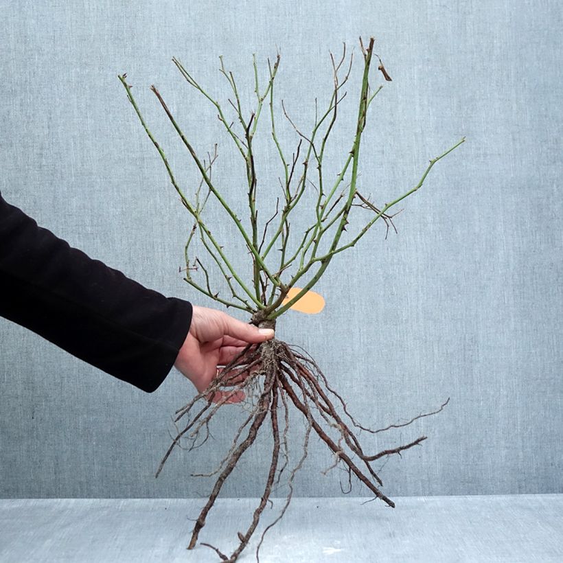 Exemplaar van Rosa Lavender Meidiland - Polyantharoos Naakte wortel zoals geleverd in de winter