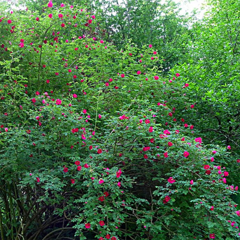 Rosa moyesii Geranium - Mandarijnroos (Groeiplaats)