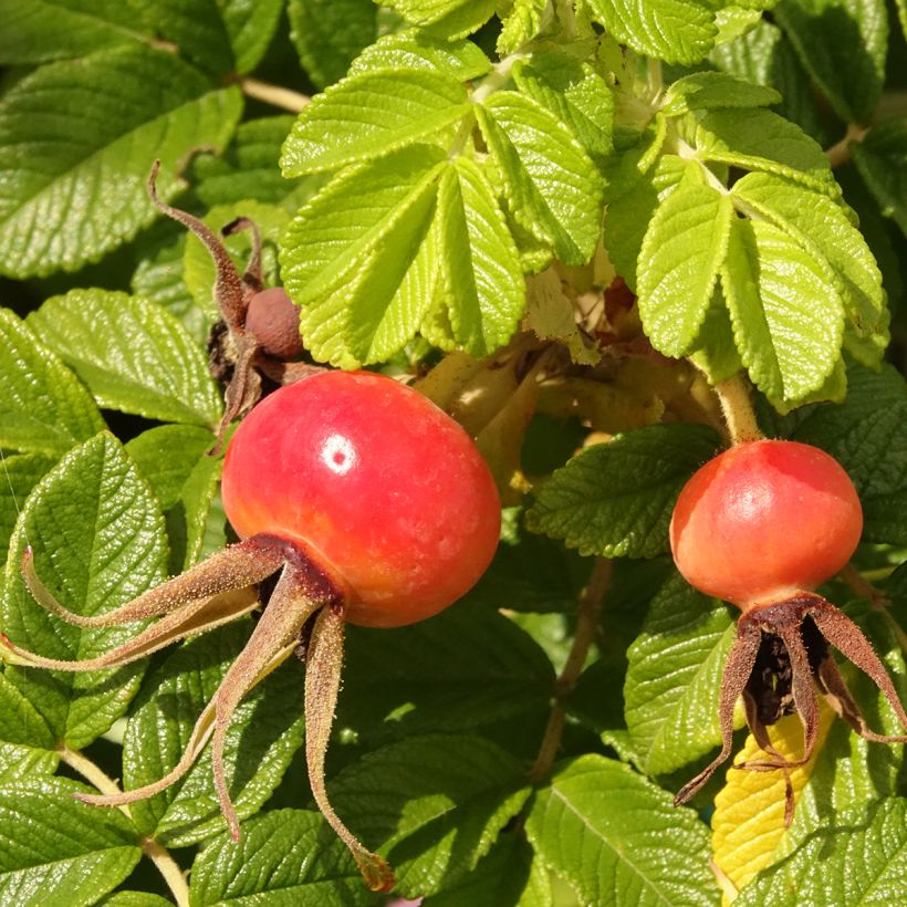 Rosa rugosa Minrugo5P ANGELIA Pink - Hondsroos (Oogst)