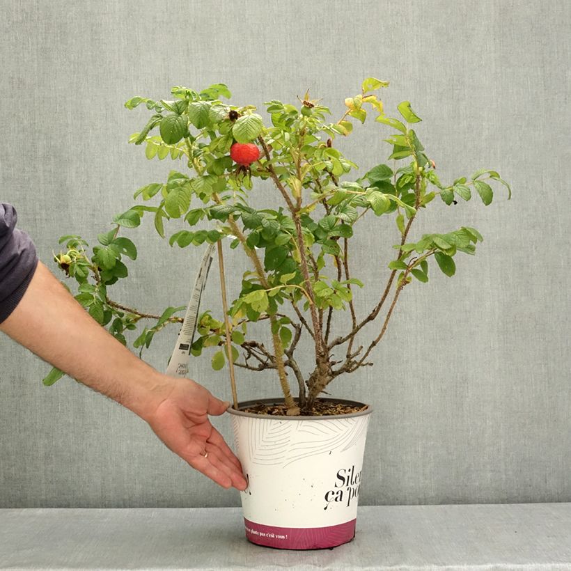 Exemplaar van Rosa rugosa Minrugo5P ANGELIA Pink - Hondsroos Pot van 4 l/5 l zoals geleverd in de zomer
