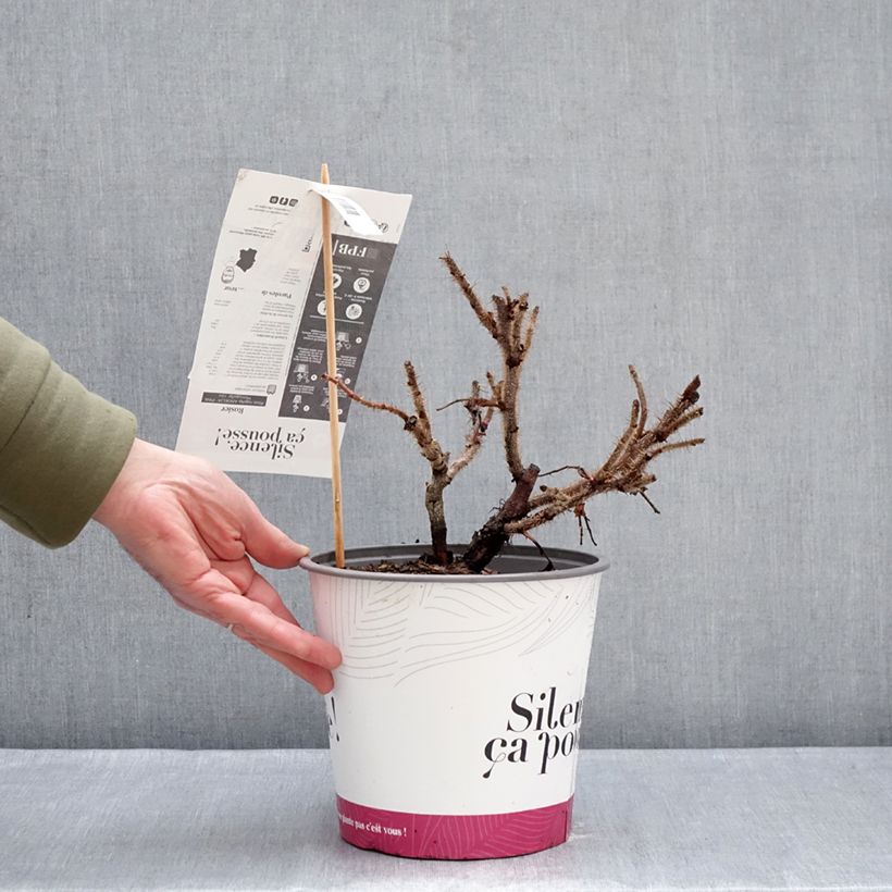 Example of Rosa rugosa Minrugo5P ANGELIA Pink - Hondsroos Pot van 4 l/5 l as you get in hiver