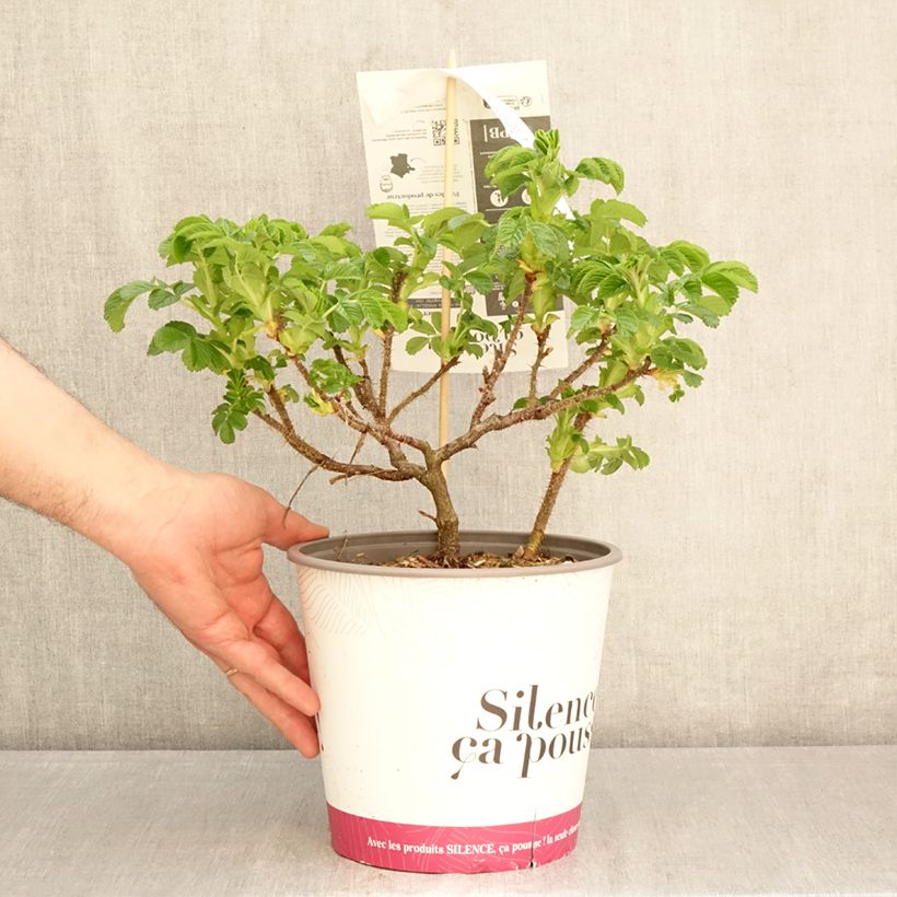 Exemplaar van Rosa rugosa Minrugo5P ANGELIA Pink - Hondsroos Pot van 4 l/5 l zoals geleverd in de lente