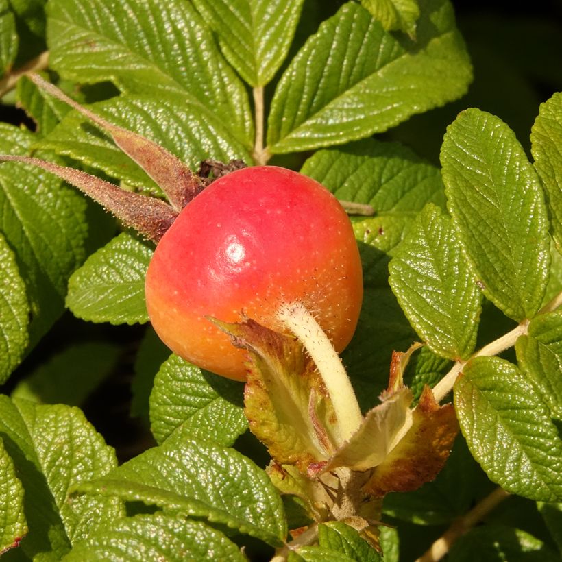 Rosa rugosa Minrugo4V Angelia Purple - Hondsroos (Oogst)