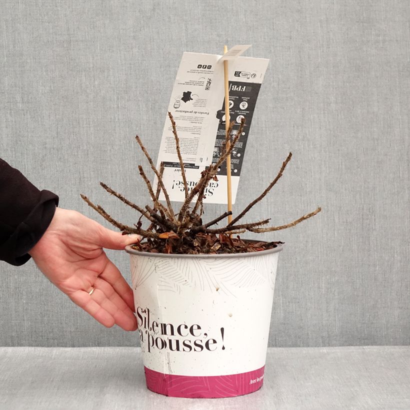 Exemplaar van Rosa rugosa Minrugo4V Angelia Purple - Hondsroos Pot van 4 l/5 l zoals geleverd in de herfst