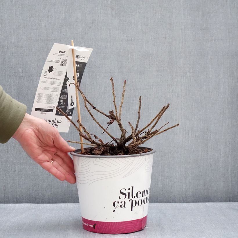 Exemplaar van Rosa rugosa Minrugo4V Angelia Purple - Hondsroos Pot van 4 l/5 l zoals geleverd in de winter