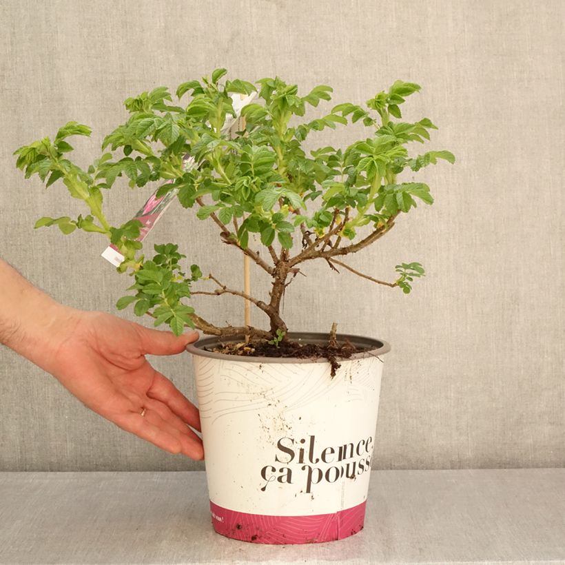 Exemplaar van Rosa rugosa Minrugo4V Angelia Purple - Hondsroos Pot van 4 l/5 l zoals geleverd in de lente