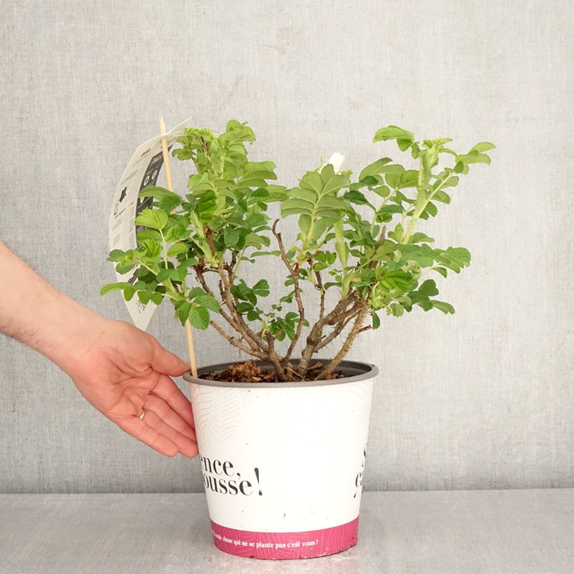 Exemplaar van Rosa rugosa Angelia White Pot van 4 l/5 l zoals geleverd in de lente