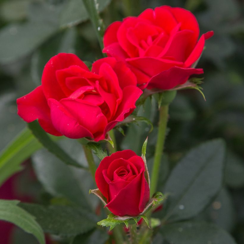 Rosa Zepeti - Patioroos (Bloei)