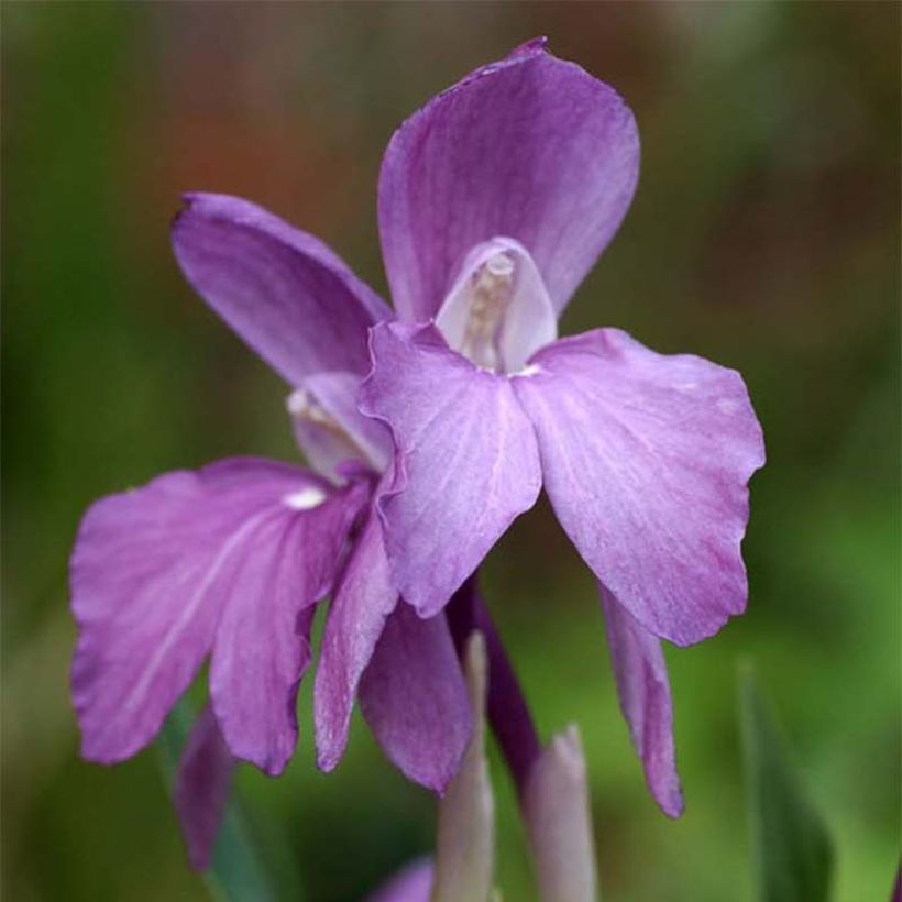 Roscoea humeana - Gemberorchidee (Bloei)