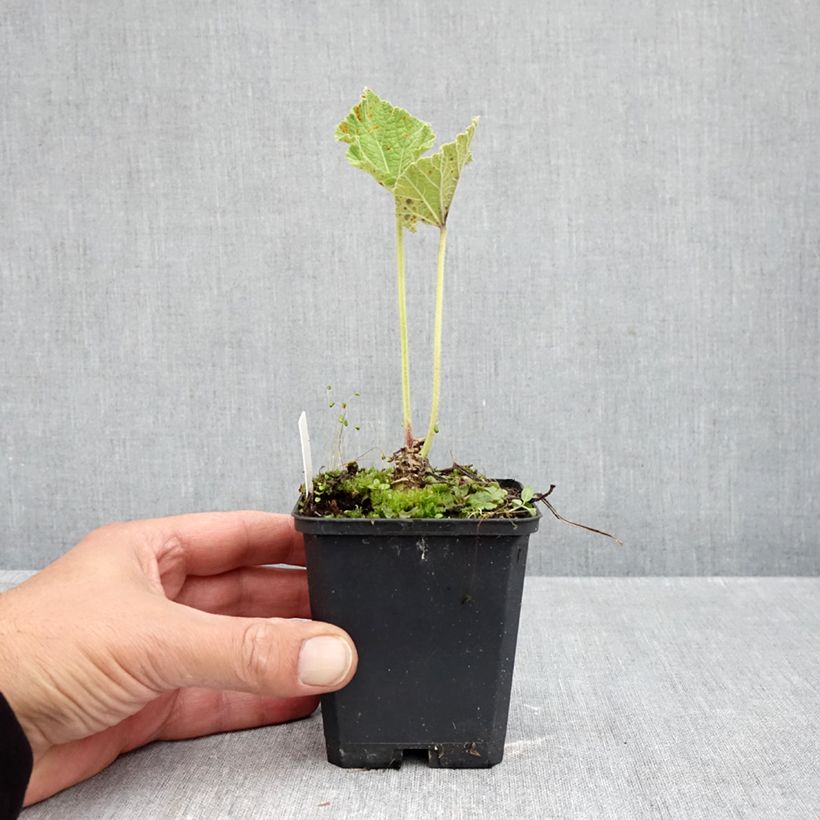 Exemplaar van Alcea rosea Chaters Double - Stokroos geel Kweekpotje van 7/8 cm zoals geleverd in de herfst