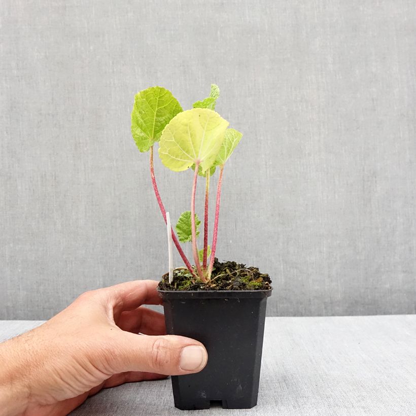 Exemplaar van Alcea rosea Chaters Double - Stokroos geel Kweekpotje van 7/8 cm zoals geleverd in de lente